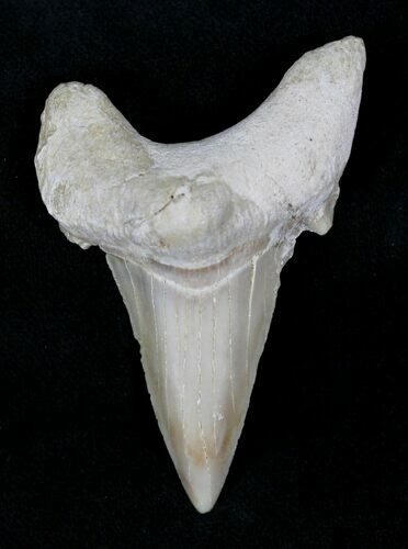 Otodus Shark Tooth Fossil - Eocene #22660
